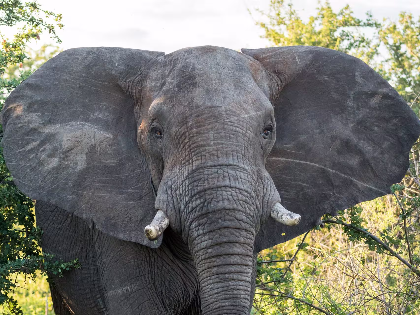 A young elephant emerges from the brush of Kruger National Park