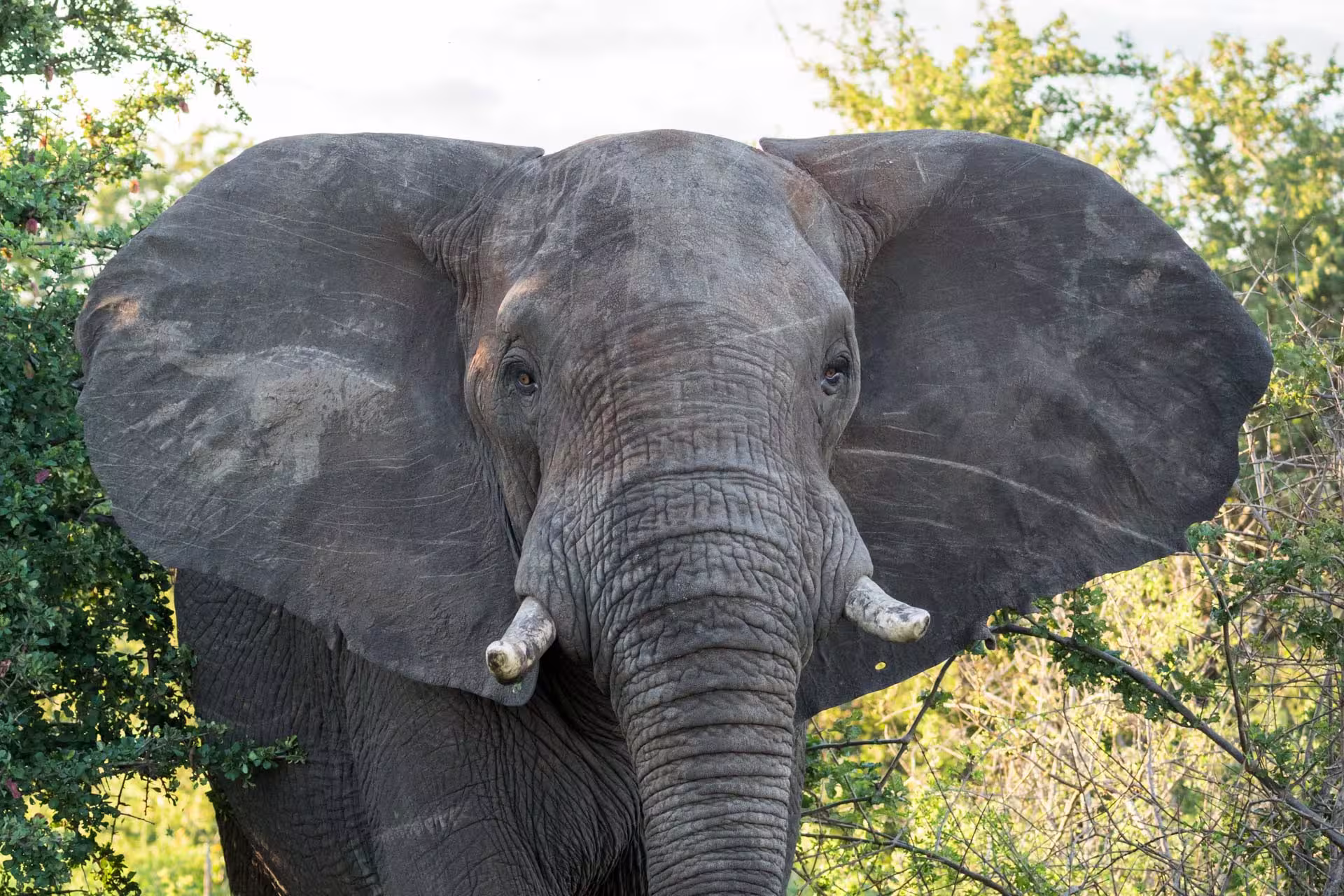 A young elephant emerges from the brush of Kruger National Park