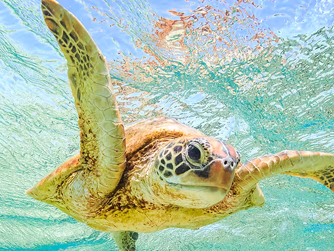 Green Sea Turtle swimming in bright blue coastal waters