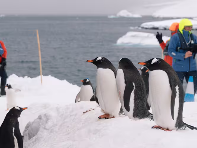 Intrepid Travel Antartica travellers and penguins