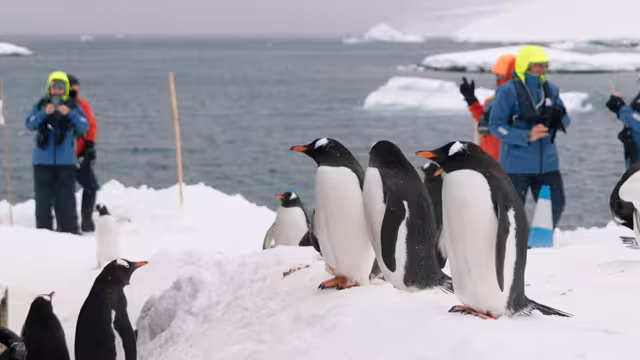Intrepid Travel Antartica travellers and penguins