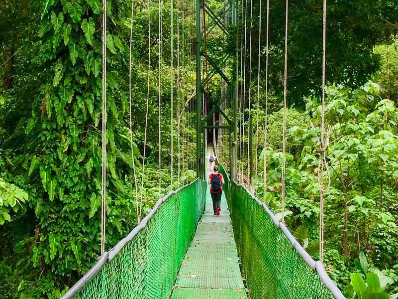 Tour durch die Baumwipfel