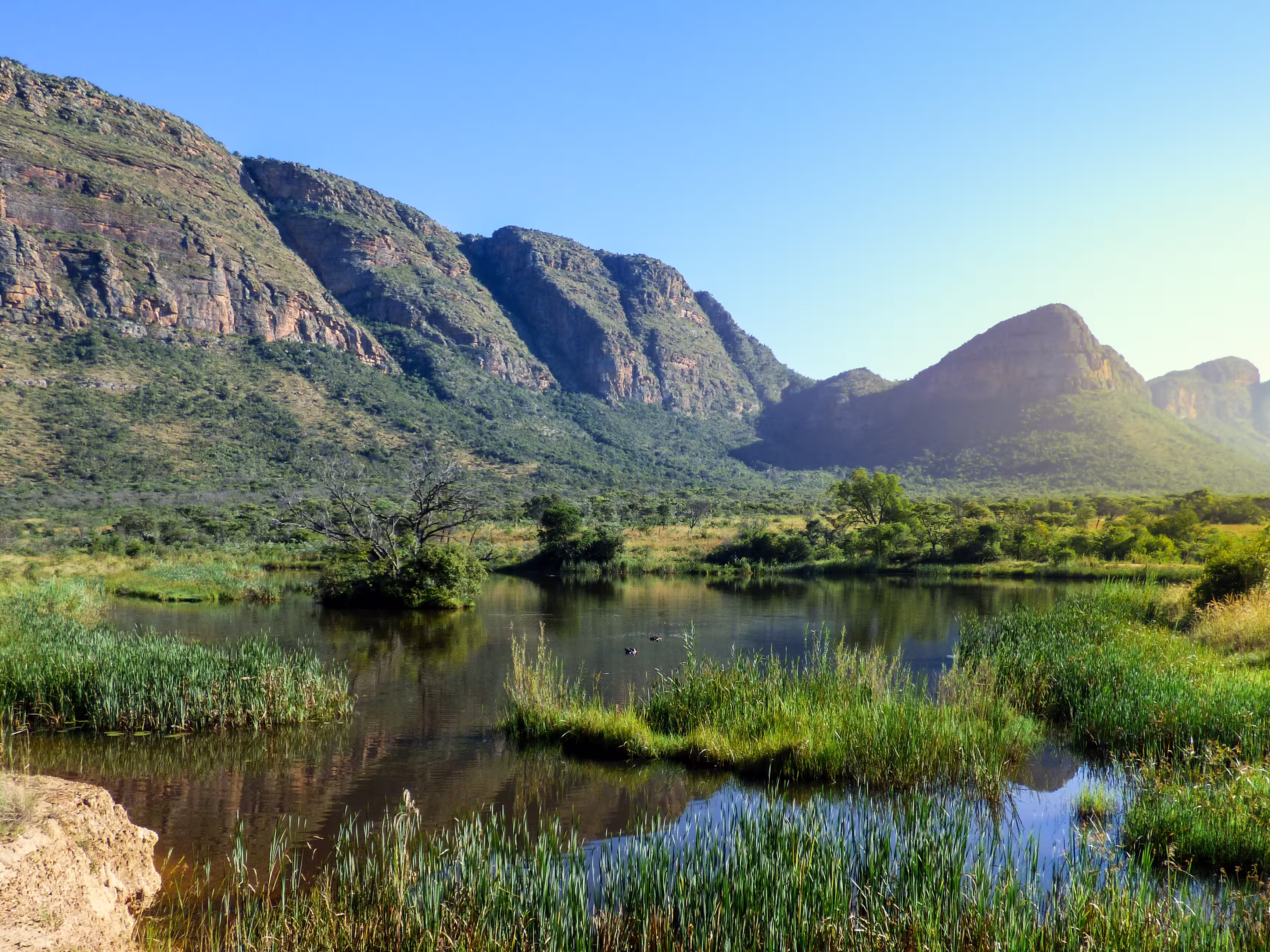 Beautiful view of swamp with hippos and a mountain range in the background. Entabeni waterberg.