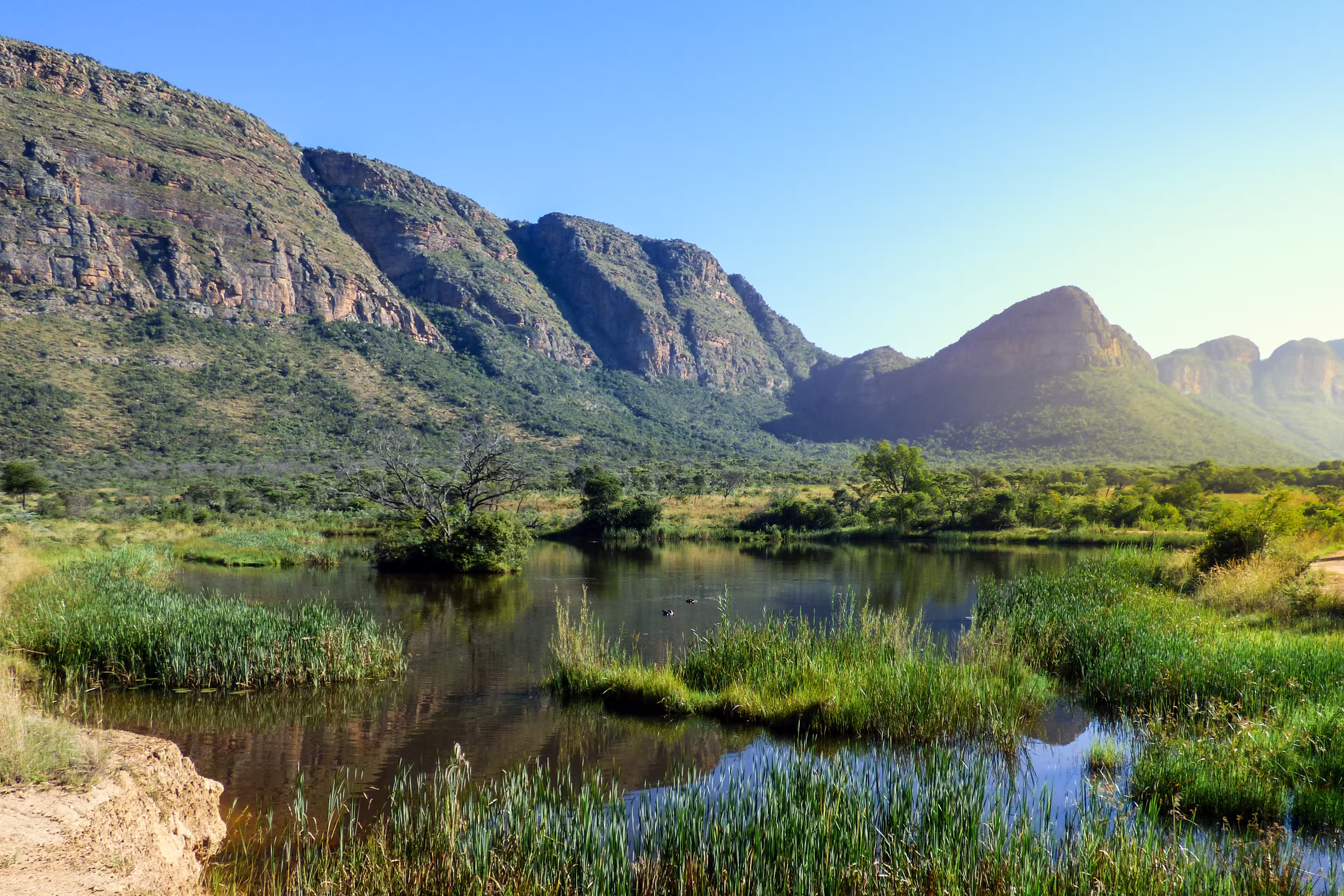 Beautiful view of swamp with hippos and a mountain range in the background. Entabeni waterberg.