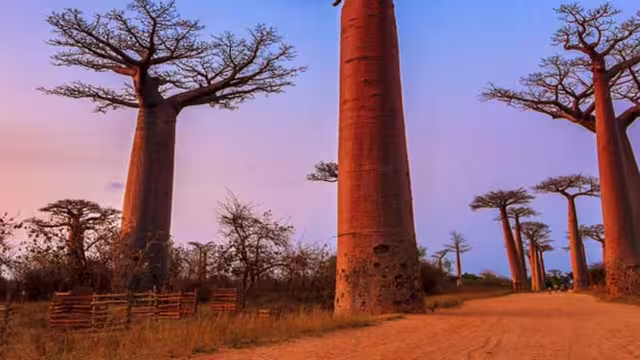 Madagascar, boab tree