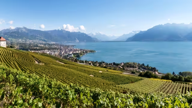 Weinberge bei Lavaux am Genfer See