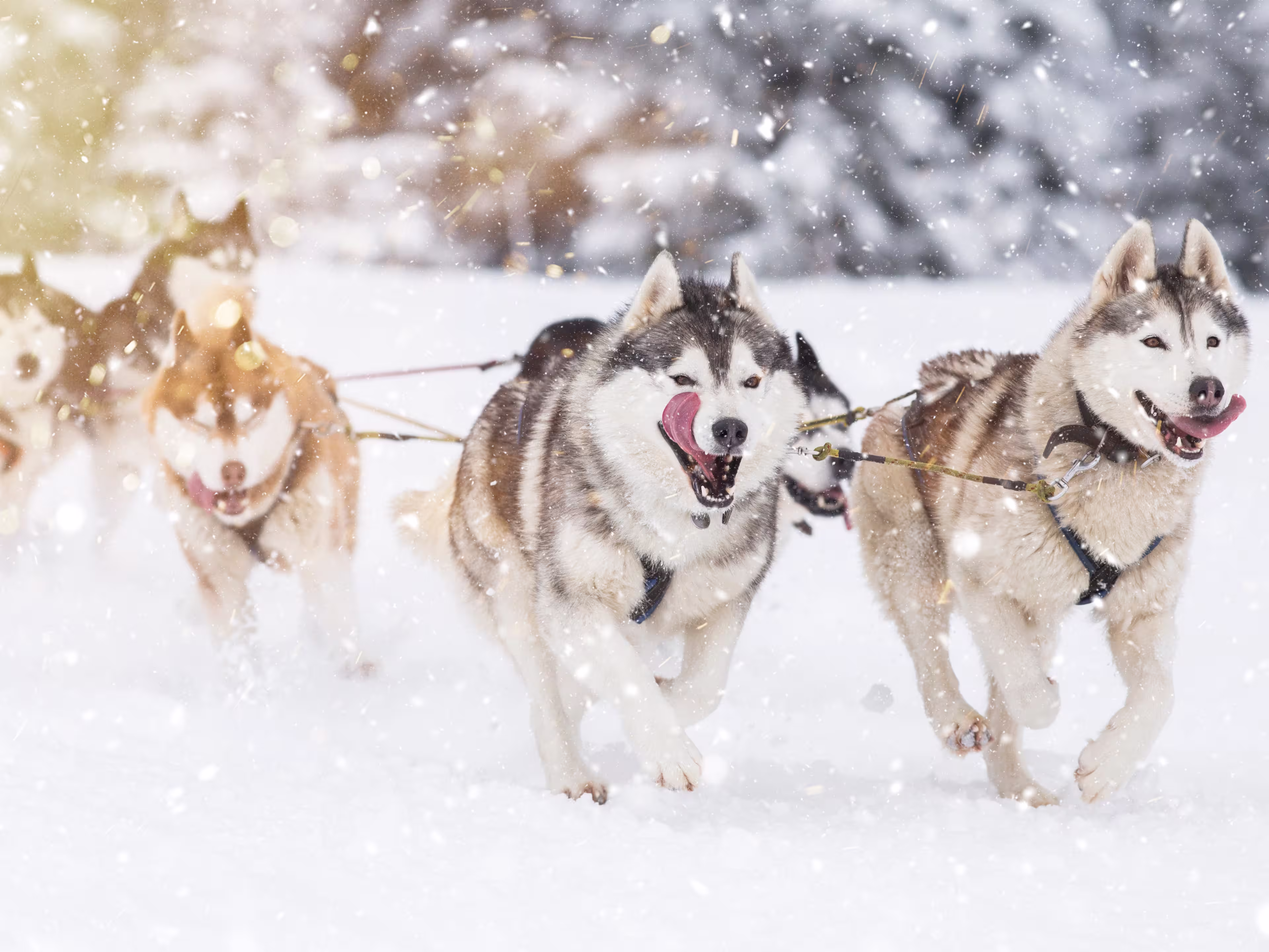 Sled dog-racing with Alaskan malamute and husky dogs. Snow, winter, competition, race concept.