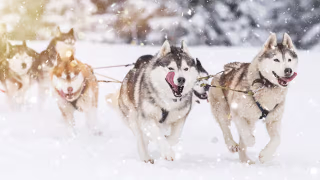 Sled dog-racing with Alaskan malamute and husky dogs. Snow, winter, competition, race concept.