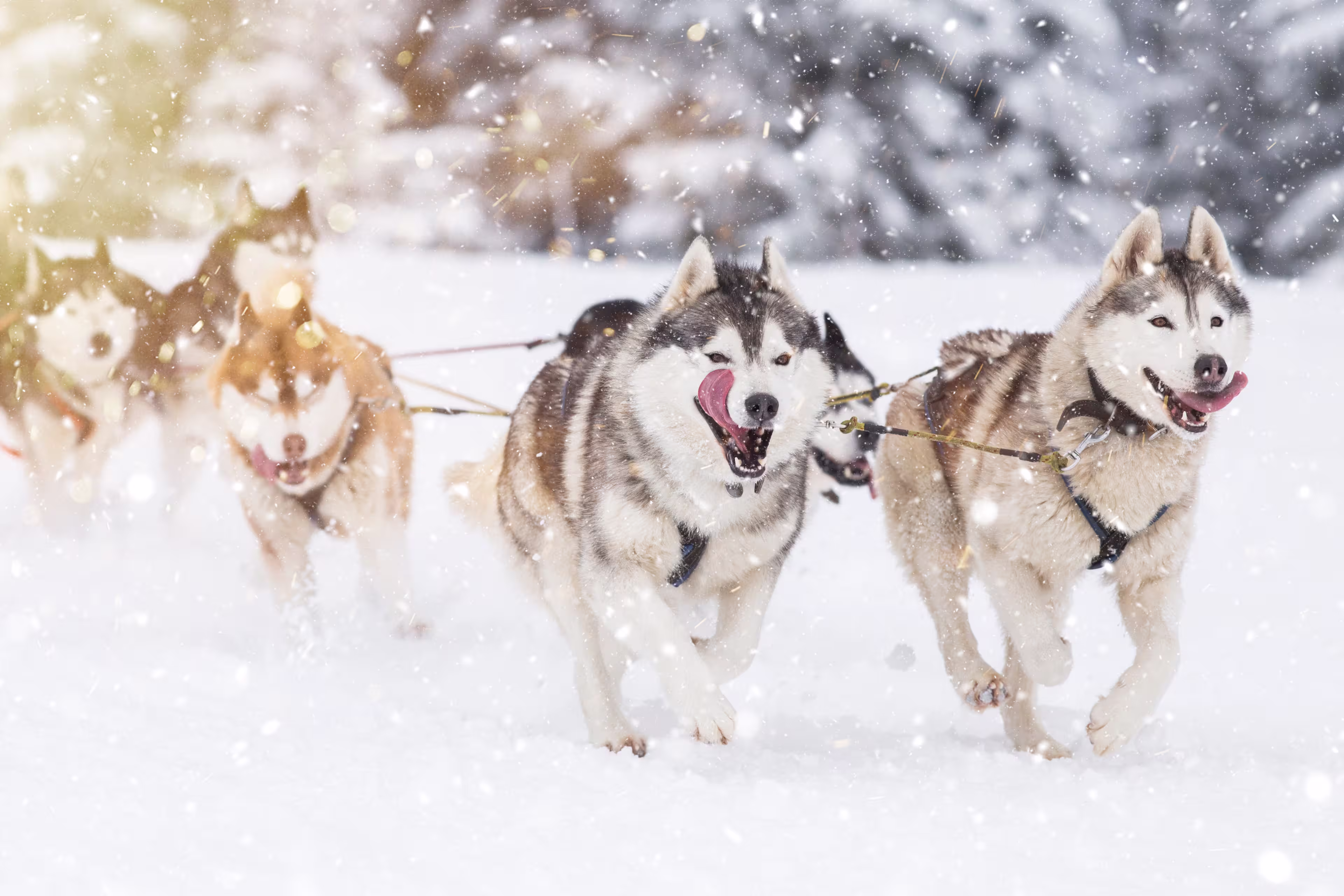 Sled dog-racing with Alaskan malamute and husky dogs. Snow, winter, competition, race concept.