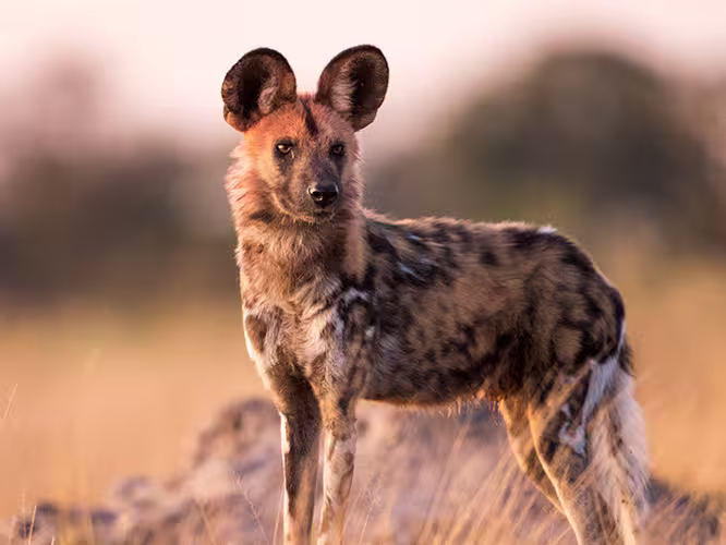 Explore Southern Africa - 1