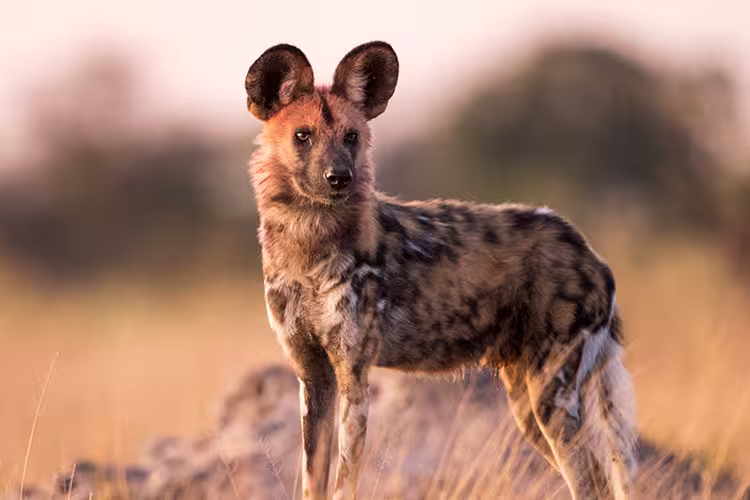 Explore Southern Africa - 1