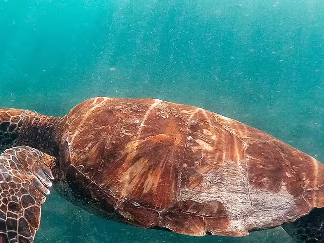 Galapagos-Isla-Floreana-devils-crown-turtle