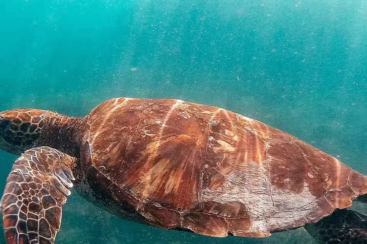 Galapagos-Isla-Floreana-devils-crown-turtle