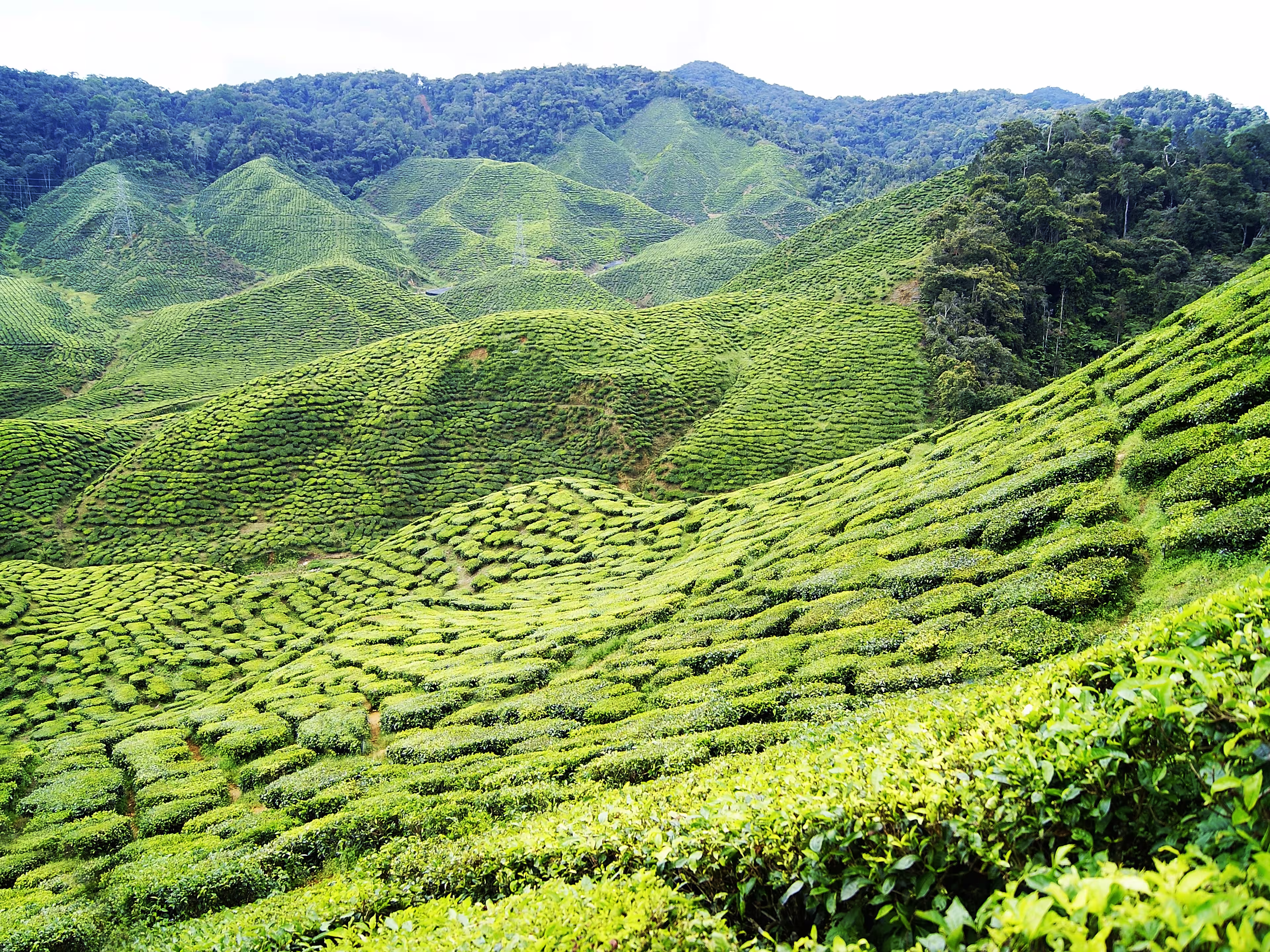 Tea plantation in Malaysia. Cameon Highlands tea, Asia spot