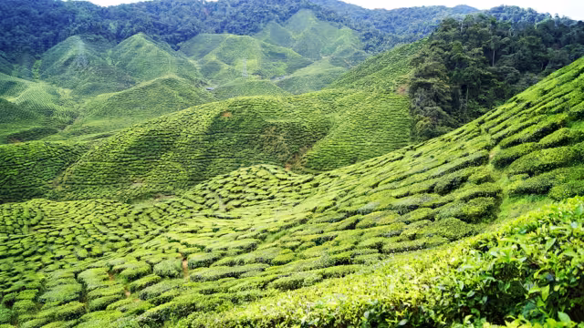 Tea plantation in Malaysia. Cameon Highlands tea, Asia spot