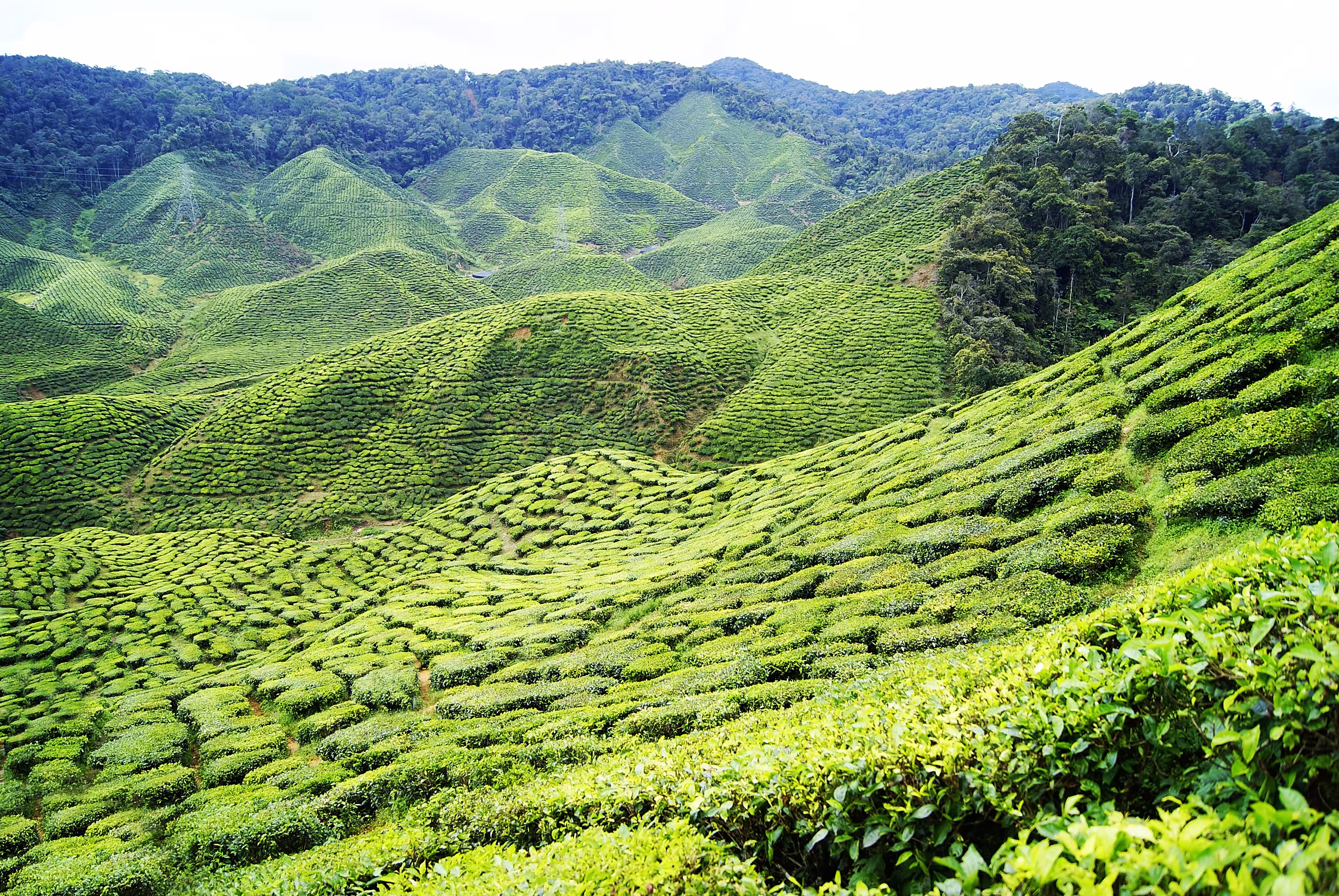 Tea plantation in Malaysia. Cameon Highlands tea, Asia spot