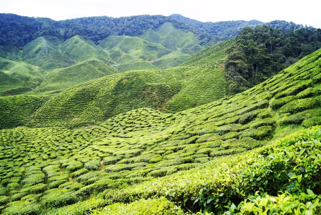 Tea plantation in Malaysia. Cameon Highlands tea, Asia spot