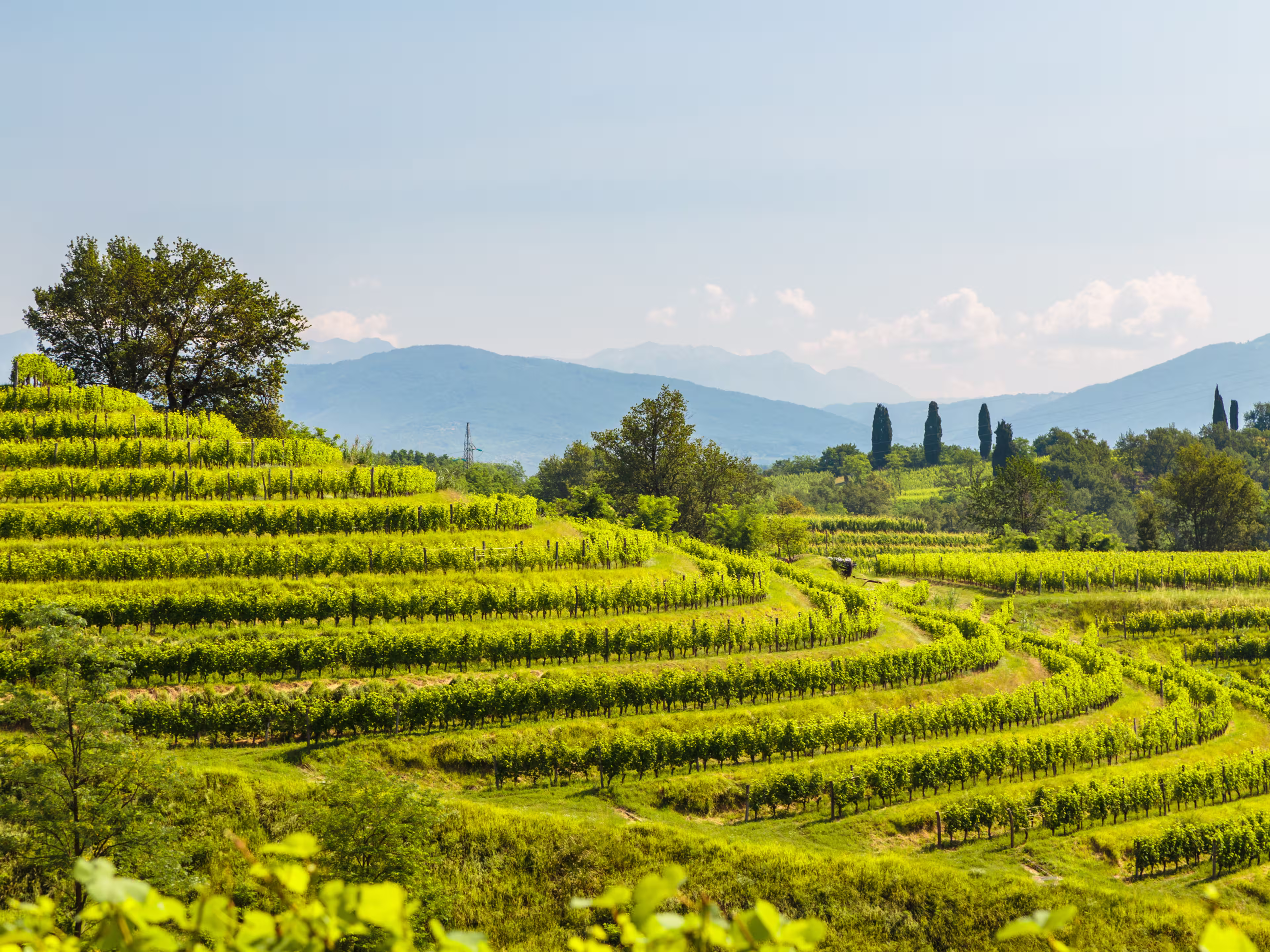 Weinberge Buttrio Collio Friaul Italien