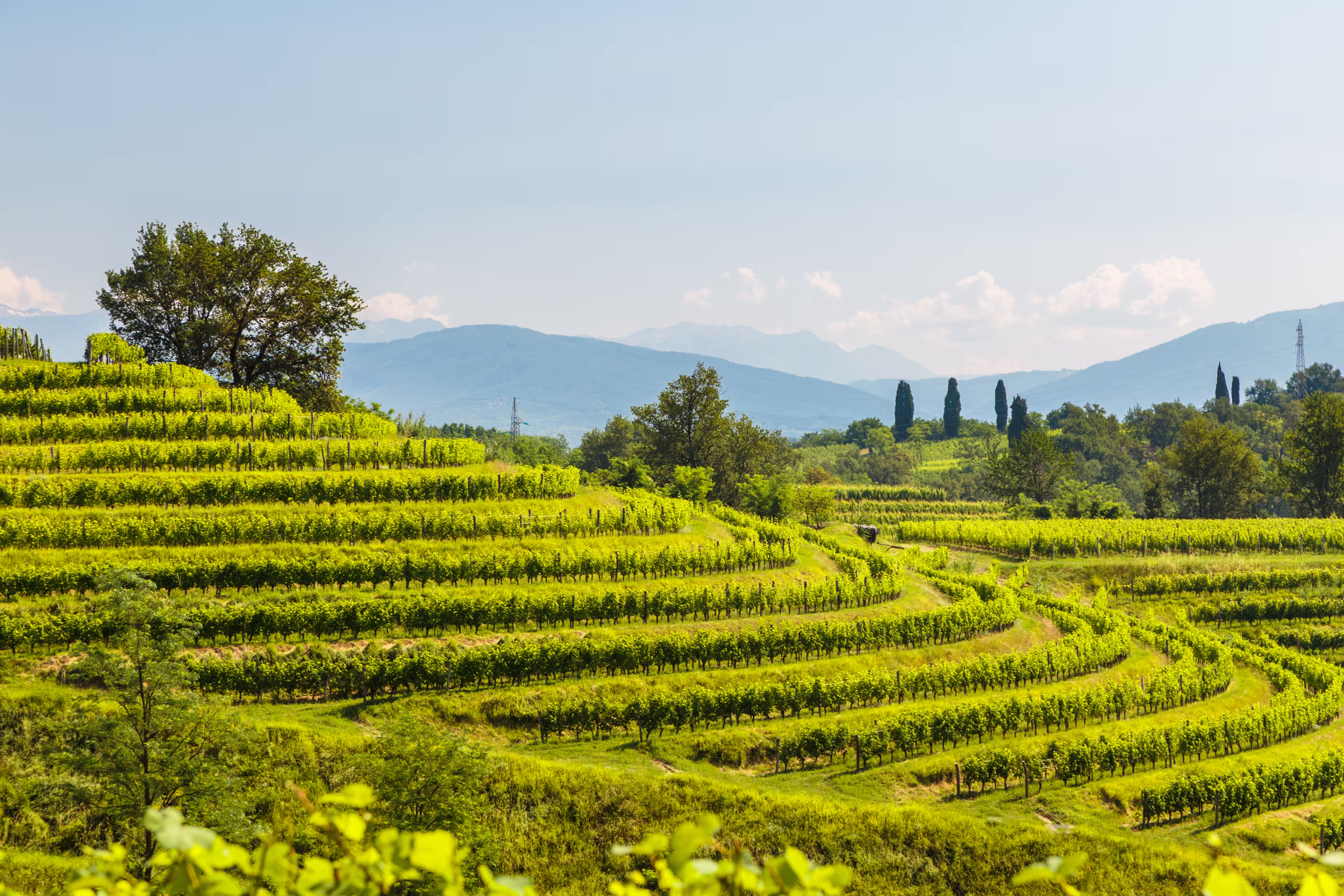 Weinberge Buttrio Collio Friaul Italien