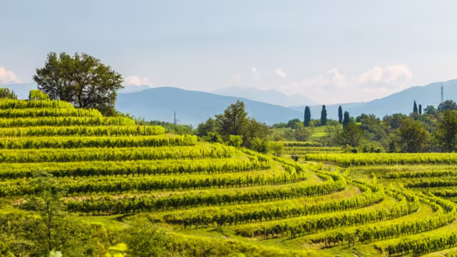 Weinberge Buttrio Collio Friaul Italien
