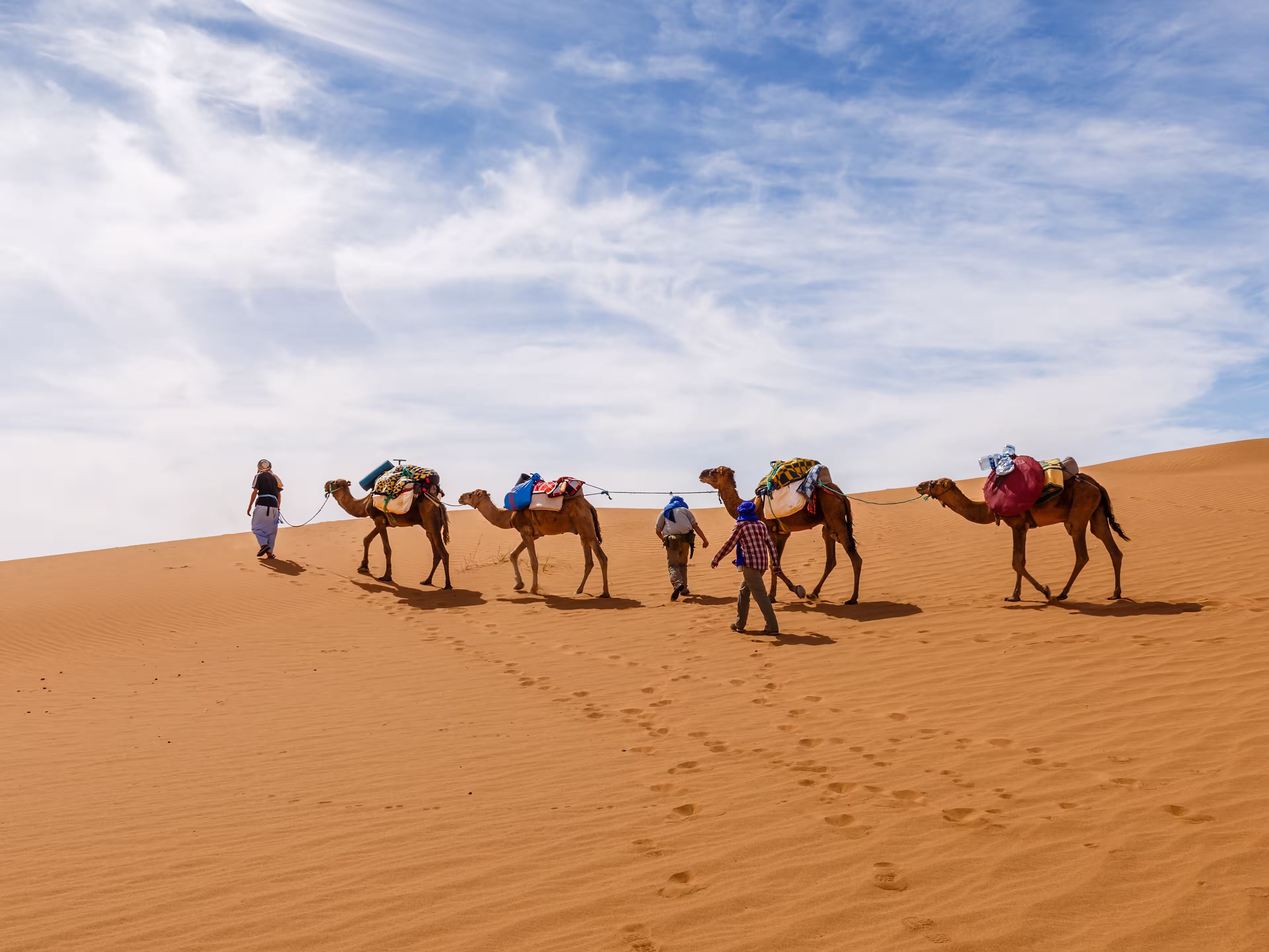 Camels caravan in the sahara desert, camel caravan goes along the sand dunes, Morocco