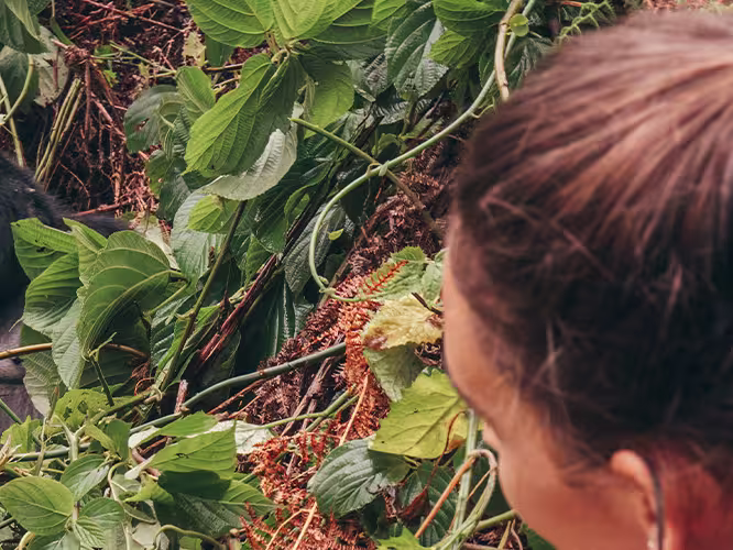YGPKC - Travellers spotting gorillas in Uganda