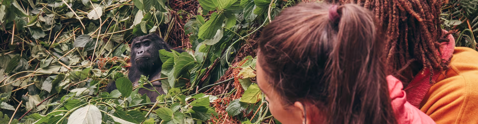 YGPKC - Travellers spotting gorillas in Uganda