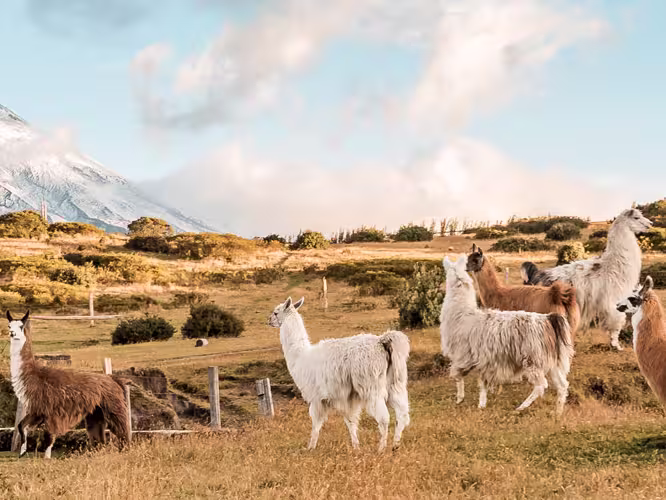Llamas and alpacas run in a paddock with the Cotopaxi volcano in the background