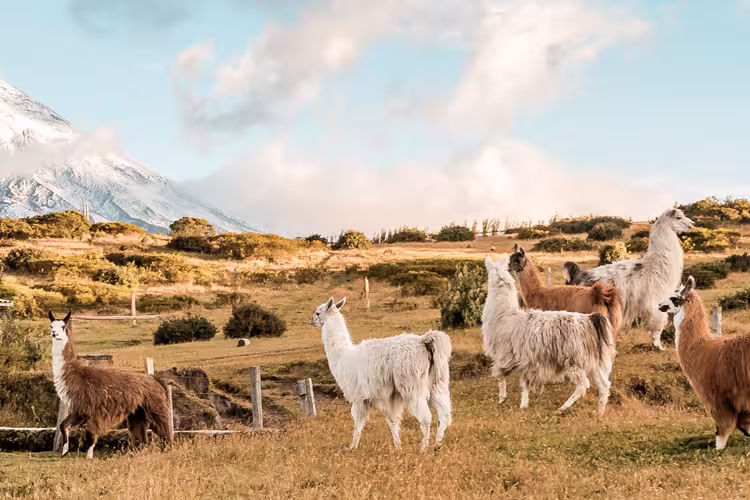 Llamas and alpacas run in a paddock with the Cotopaxi volcano in the background