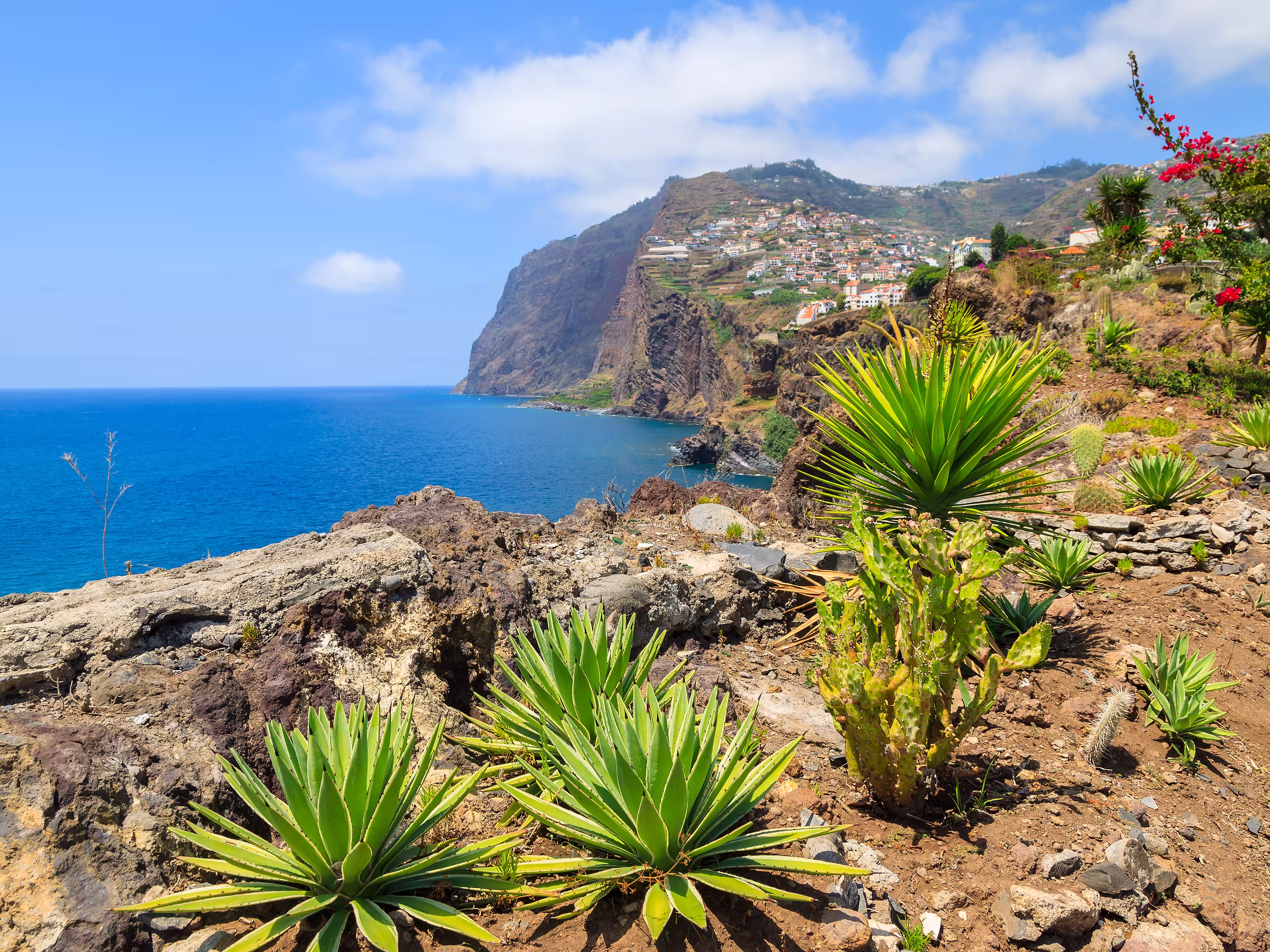 View of Cabo Girao cliff and Camara de Lobos town tropical plants in foreground, Madeira island, Portugal