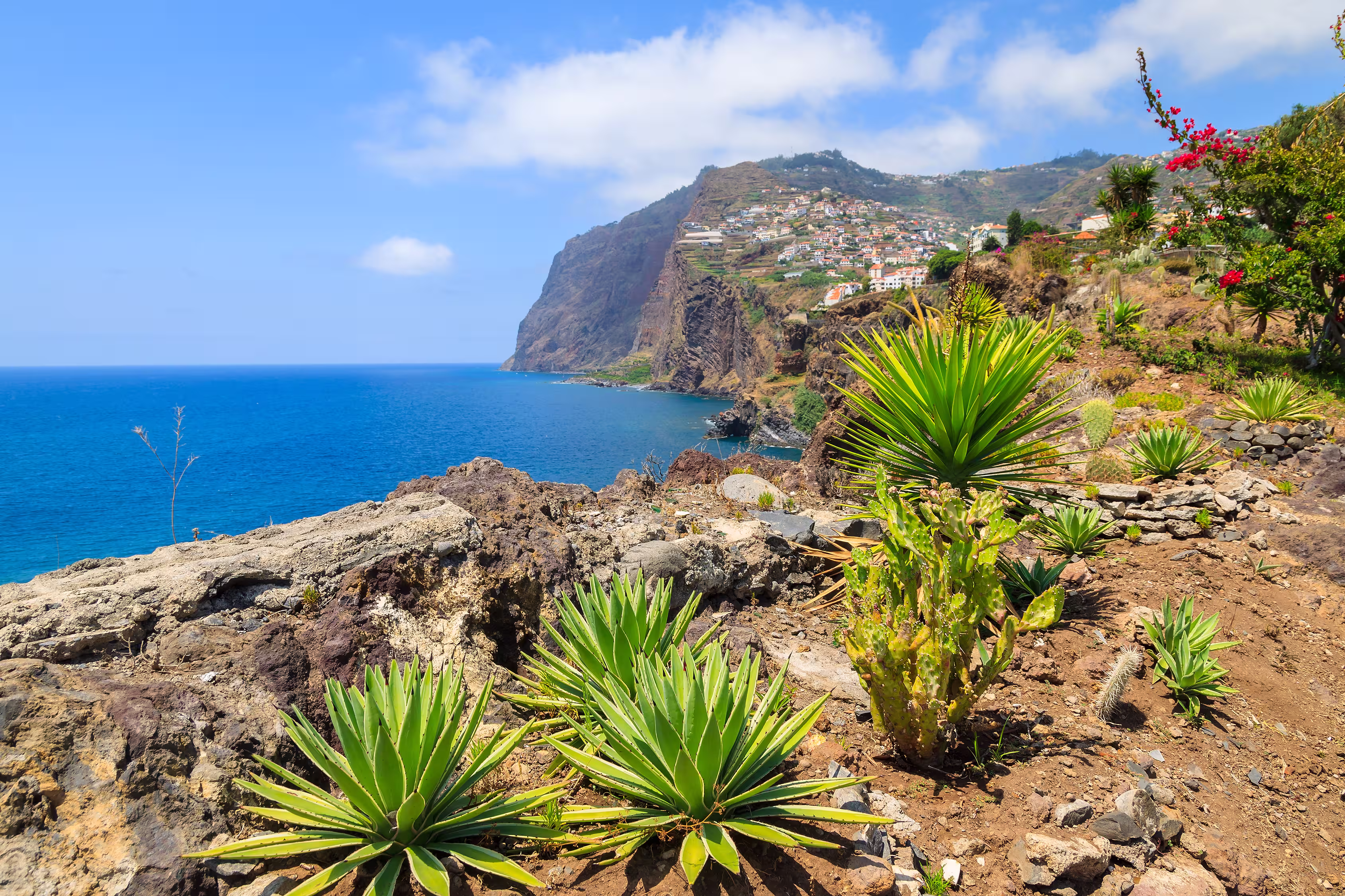 View of Cabo Girao cliff and Camara de Lobos town tropical plants in foreground, Madeira island, Portugal