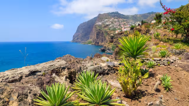 View of Cabo Girao cliff and Camara de Lobos town tropical plants in foreground, Madeira island, Portugal