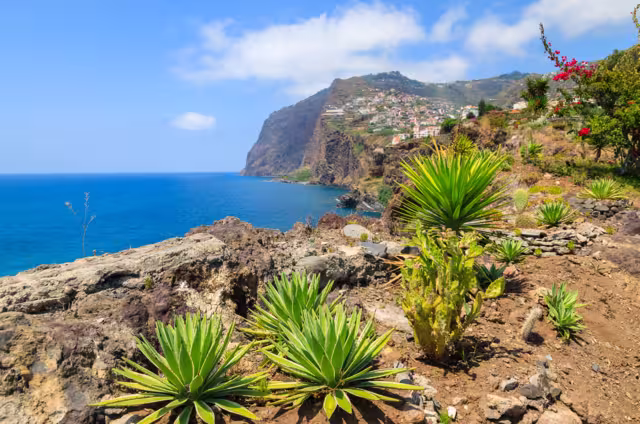 View of Cabo Girao cliff and Camara de Lobos town tropical plants in foreground, Madeira island, Portugal
