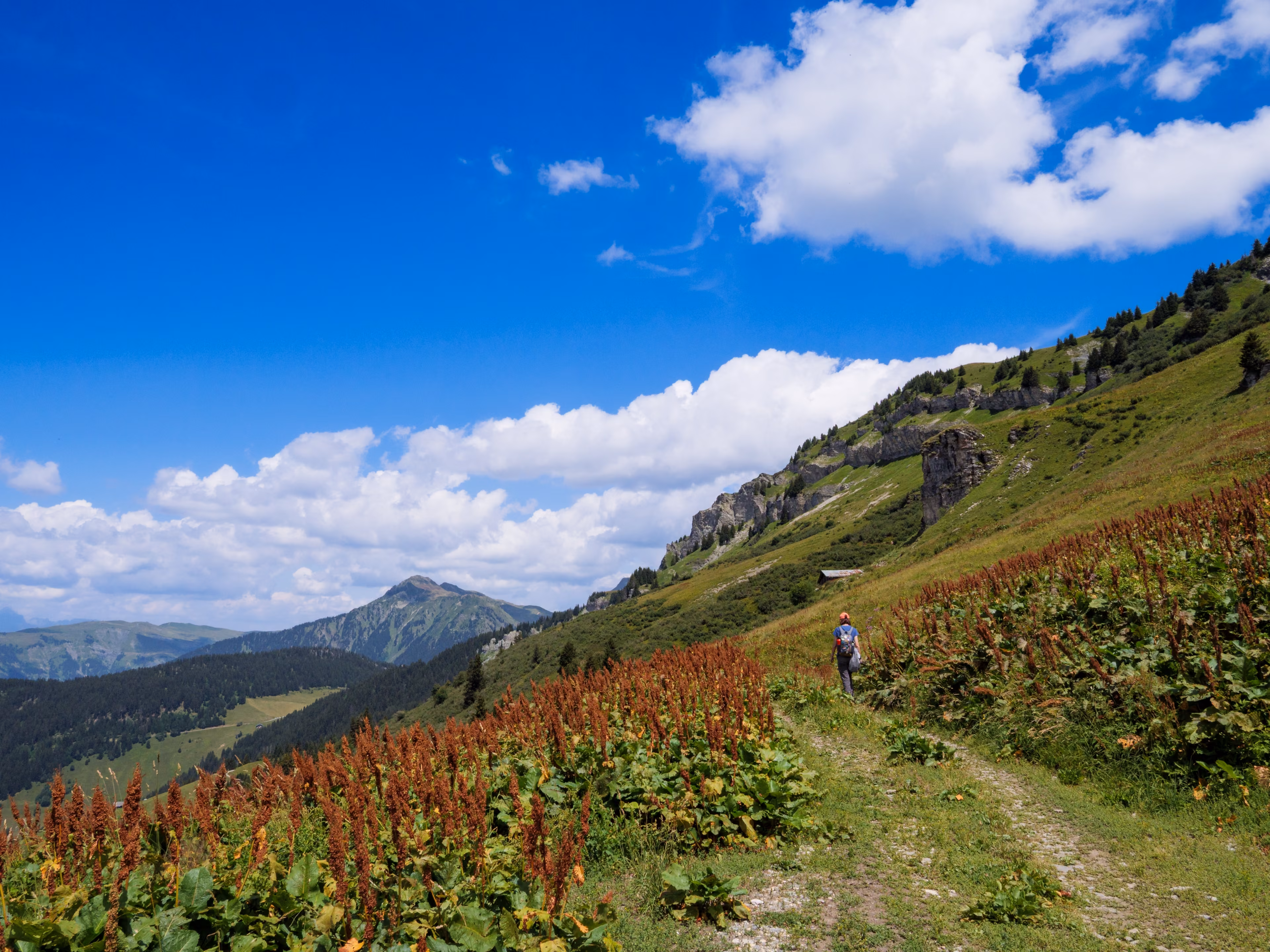 Wide view of a woman hiking a Beaufortain trail in Savoie, with red alpine plants, green slopes, cliffs, and bright summer clouds.