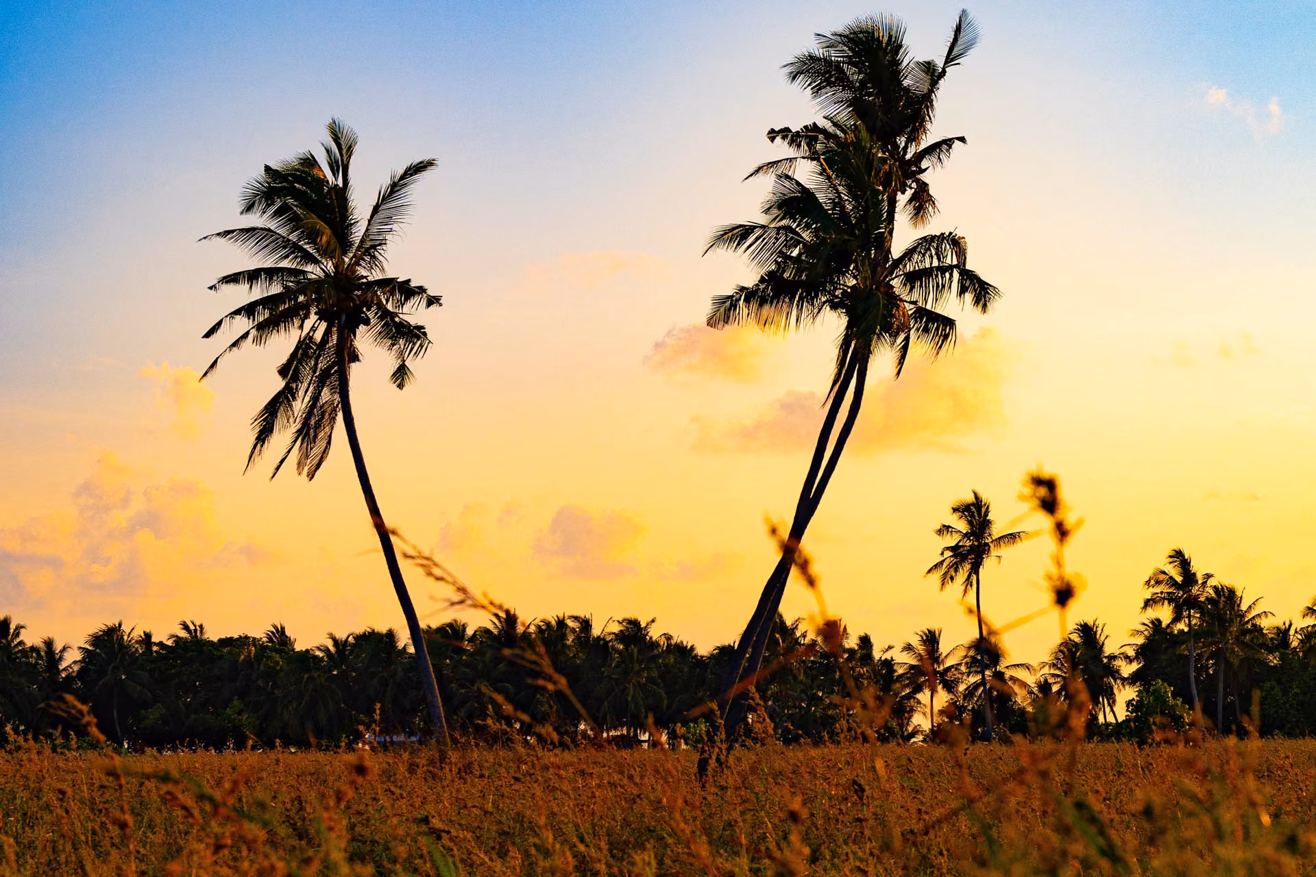 Sunset on the interior farmlands of Thoddhoo Island in the Maldives