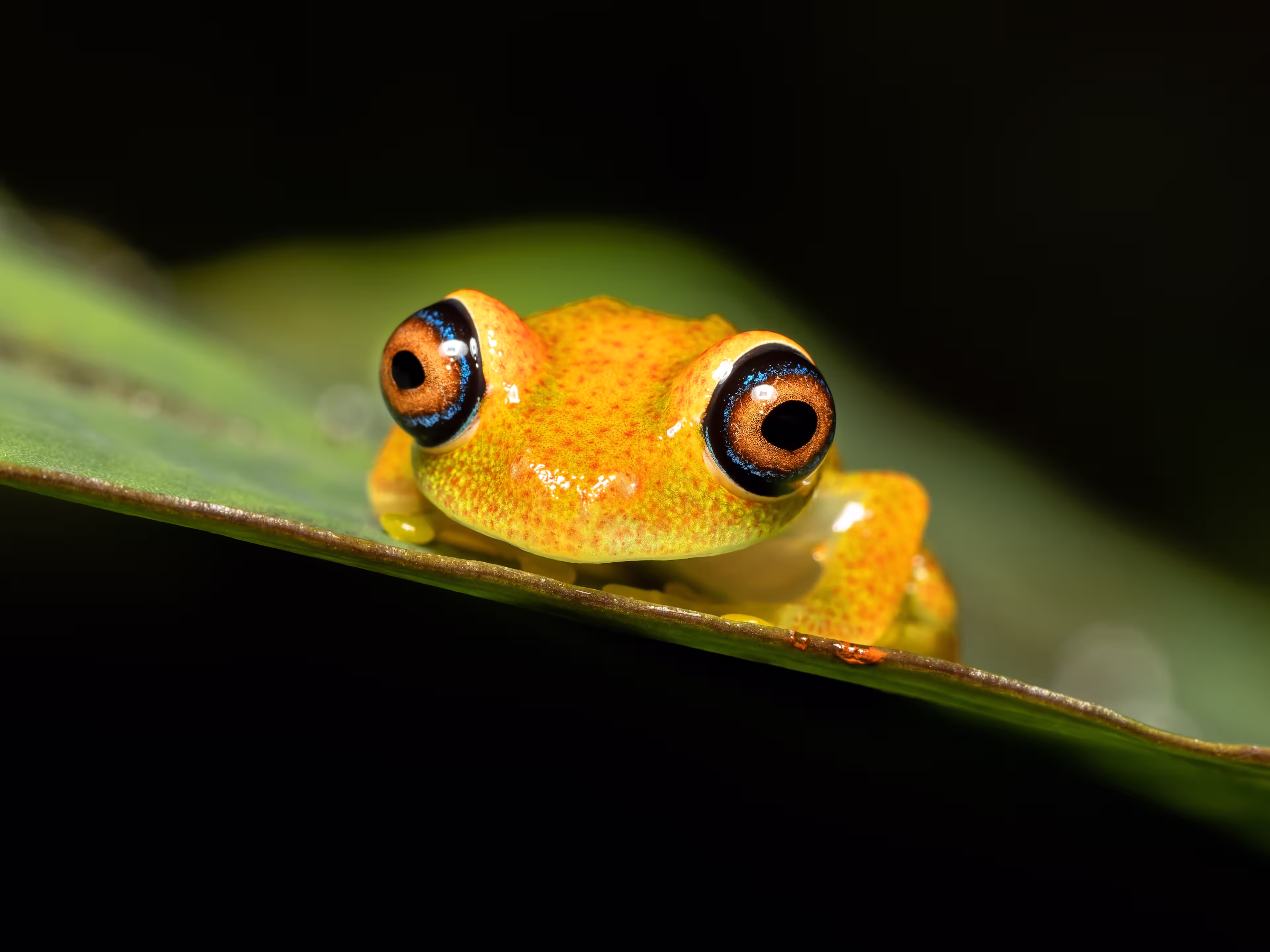 Green Bright-Eyed Frog (Boophis Viridis), species of endemic frog in the family Mantellidae. Andasibe-Mantadia National Park, Madagascar wildlife animal.