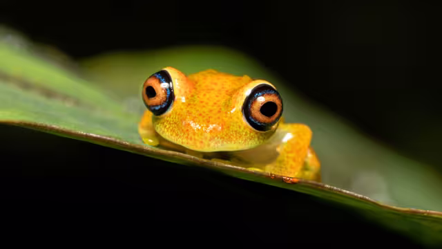 Green Bright-Eyed Frog (Boophis Viridis), species of endemic frog in the family Mantellidae. Andasibe-Mantadia National Park, Madagascar wildlife animal.