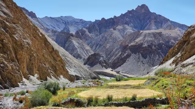 Village wheat fields growing in the lowest point of the Markha Valley trek in Ladakh India