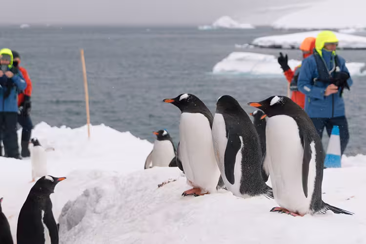Intrepid Travel Antartica travellers and penguins