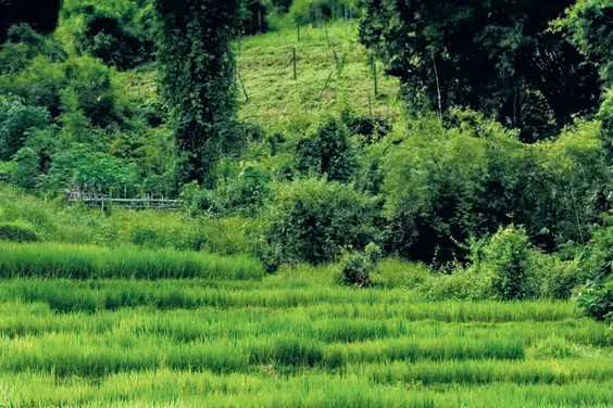 Best of Thailand & Malaysia - 1