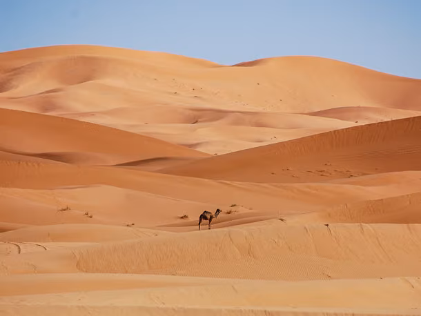 Kamel in der Sahara Wueste