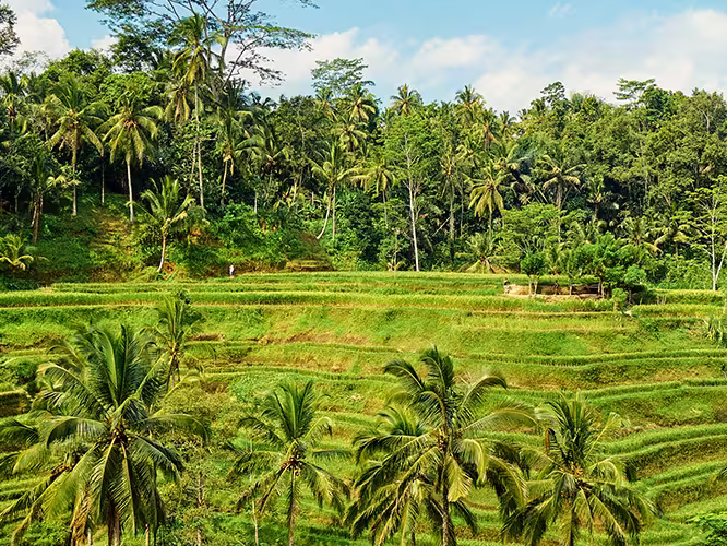 beautiful rice field in Ubud, Bali
