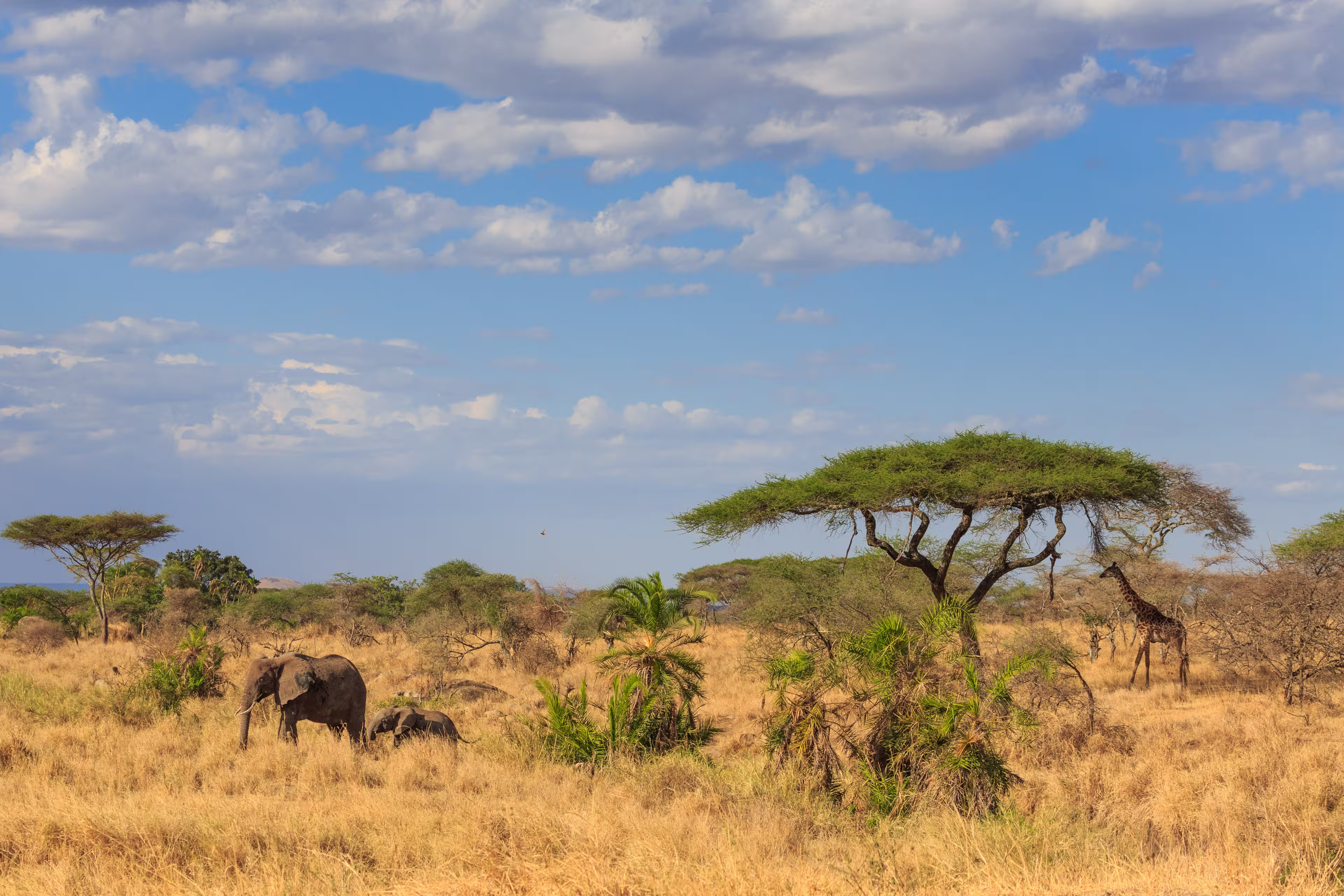 An Elephant and Giraffe under acacia tree in the African savannah - Safari in Kenya and Tanzania