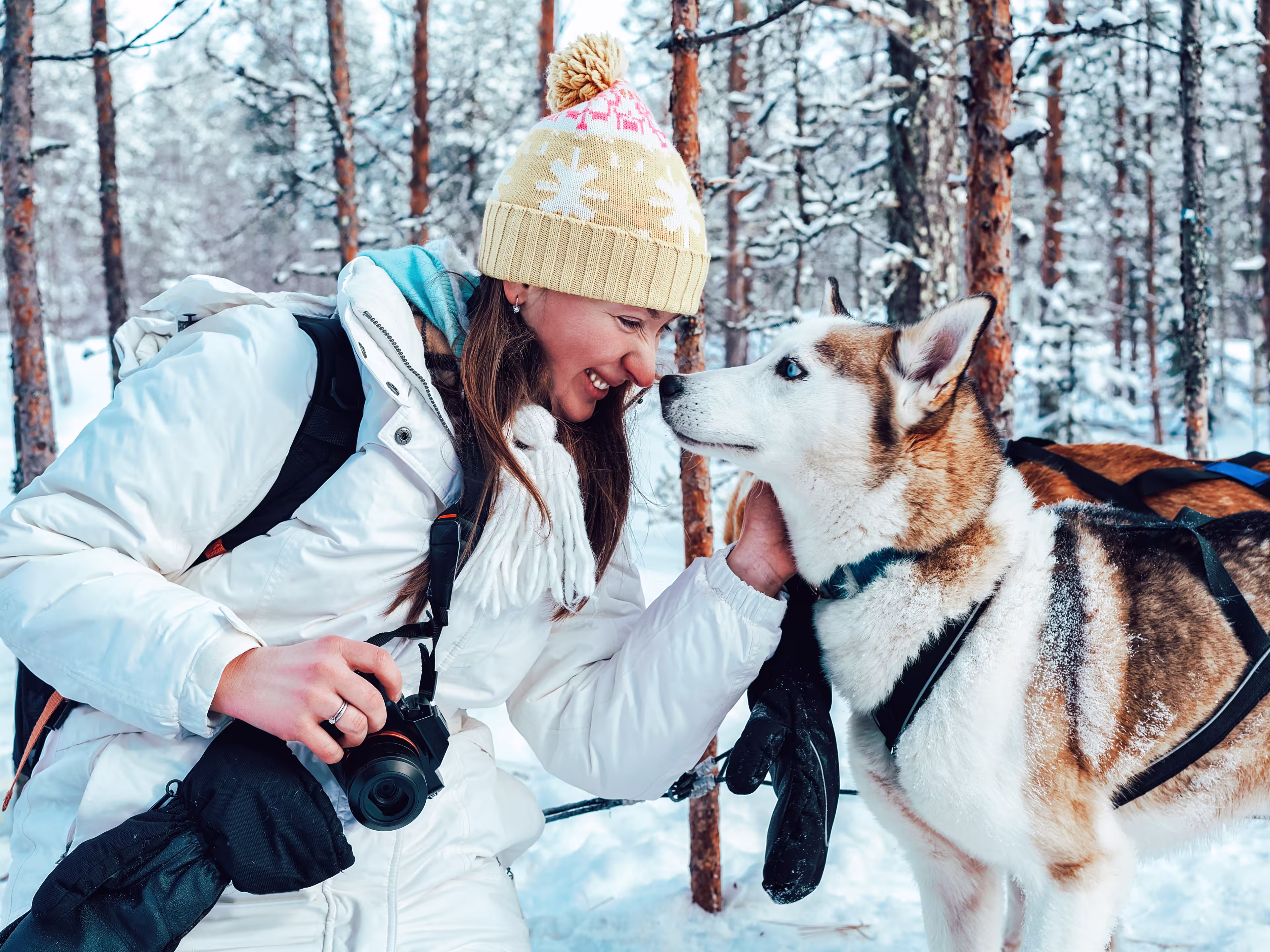 Girl and Husky dog in sled in Finland in Lapland in winter.