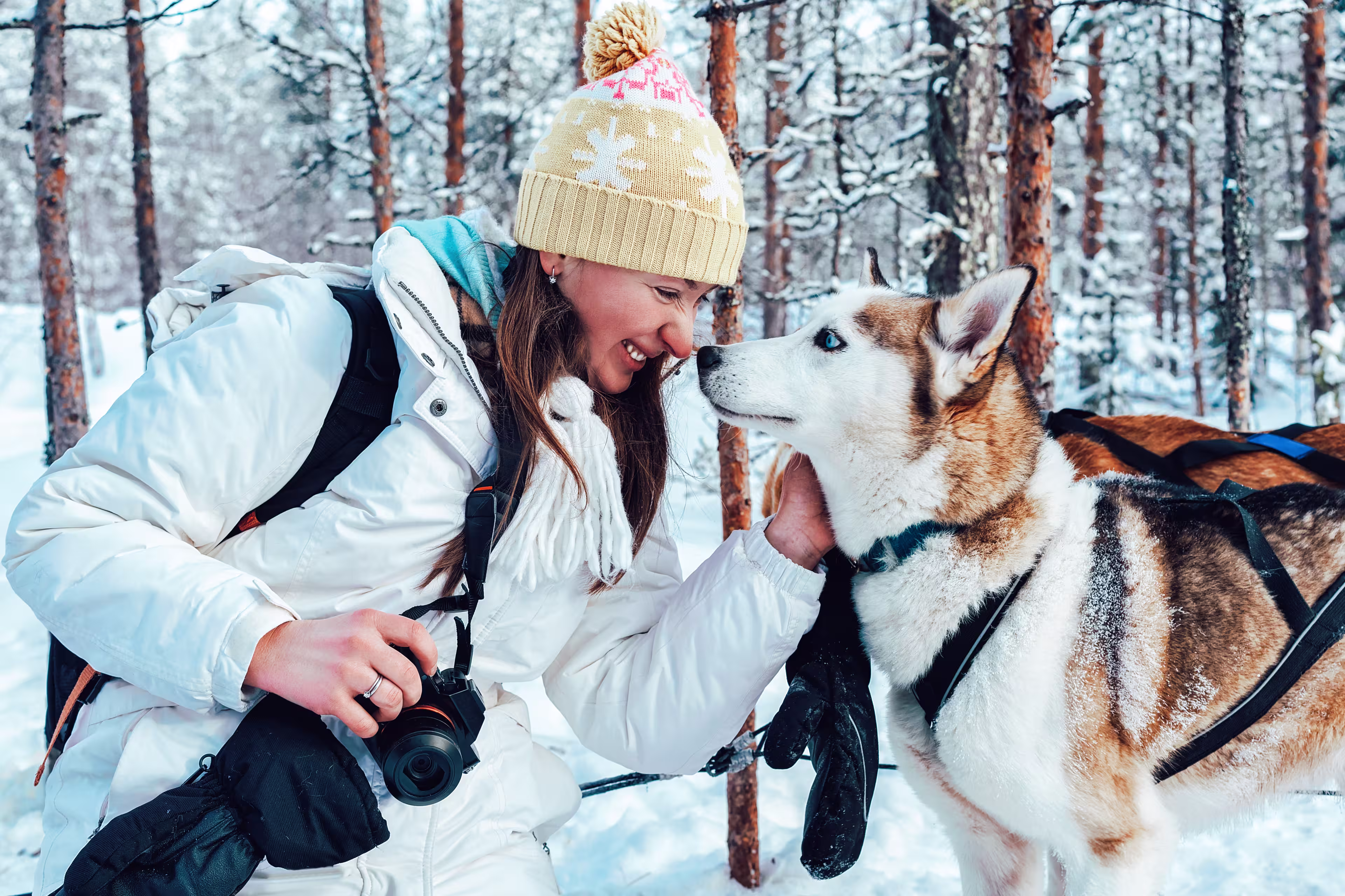 Girl and Husky dog in sled in Finland in Lapland in winter.