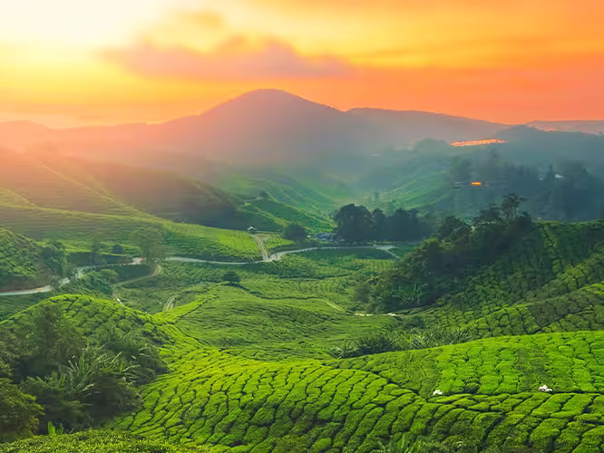Cameron Highlands tea plantation at golden hour, Malaysia