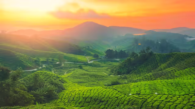 Cameron Highlands tea plantation at golden hour, Malaysia