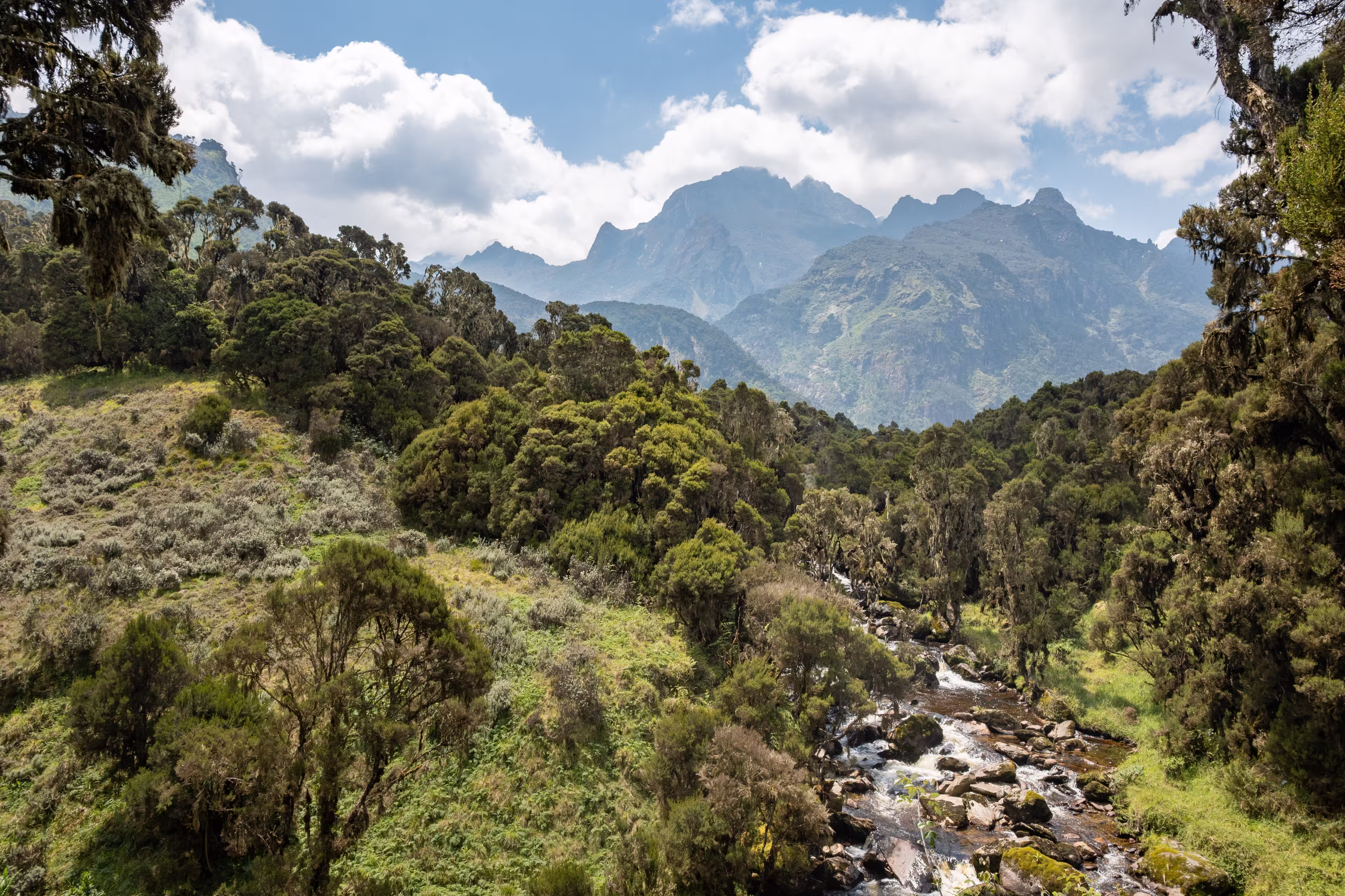 Scenic mountain rainforest landscape in the Rwenzori Mountains, Uganda, with a flowing river in a green valley and dramatic peaks in the background. Remote African highlands with rich vegetation, biodiversity and pristine wilderness. Nature conservation and adventure travel concept.