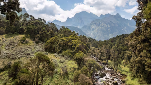 Scenic mountain rainforest landscape in the Rwenzori Mountains, Uganda, with a flowing river in a green valley and dramatic peaks in the background. Remote African highlands with rich vegetation, biodiversity and pristine wilderness. Nature conservation and adventure travel concept.