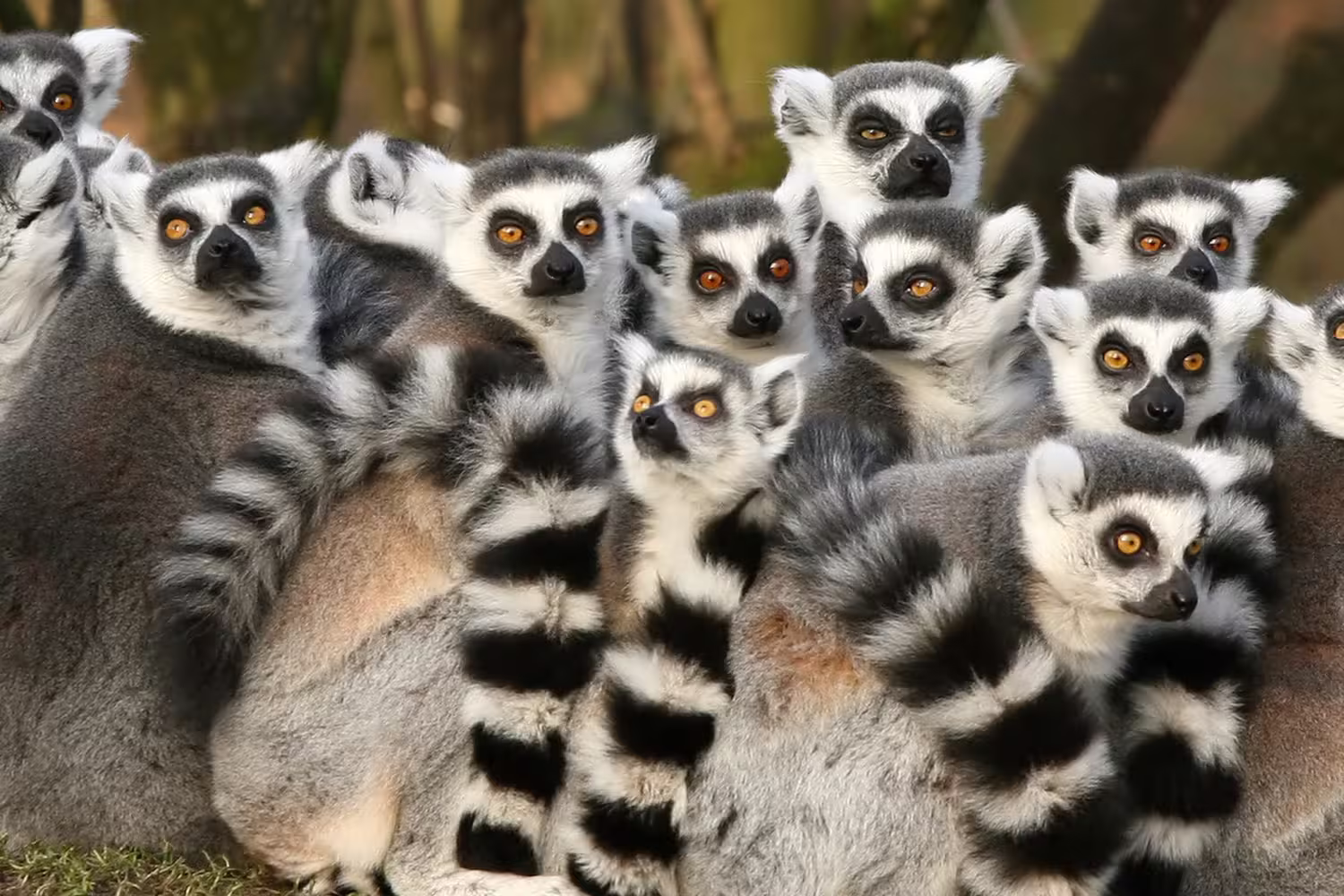 Madagascar Adventure - 1